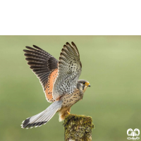 خانواده شاهینیان Falconidae